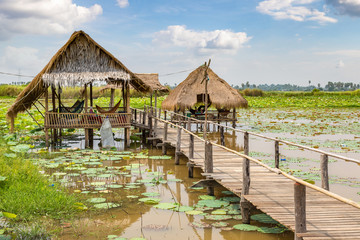 Lotus farm in Cambodia
