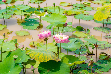 Lotus field