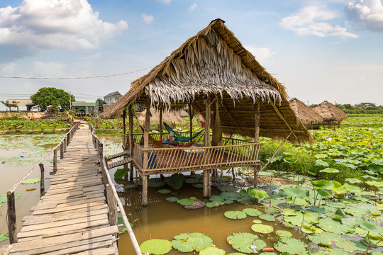 Lotus farm in Cambodia