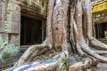 Ta Prohm temple in Angkor Wat