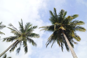 Fototapeta na wymiar the coconut trees against the sky
