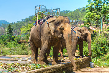 Fototapeta na wymiar Farm of elephants, Vietnam