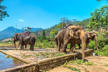 Farm of elephants, Vietnam