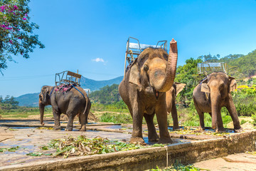 Fototapeta na wymiar Farm of elephants, Vietnam