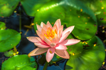 Pink lotus flower