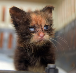 Little dirty kitten with eye disease due to infection