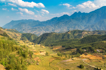 Fototapeta premium Terraced rice field in Sapa