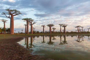 Beautiful Baobab trees at sunset at the avenue of the baobabs in Madagascar