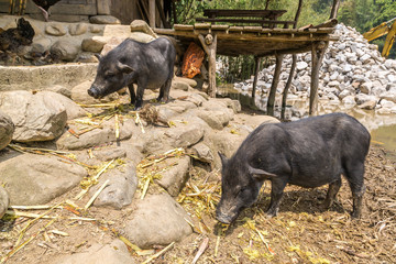 Black pig in Sapa, Vietnam
