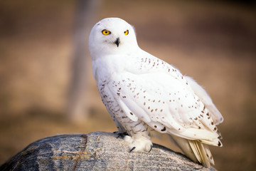 Snowy Owl