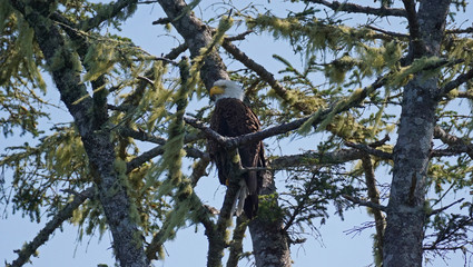 Bald Eagle 1