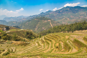 Terraced rice field in Sapa