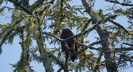 Bald Eagle 3