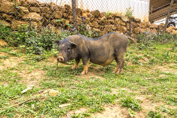 Black pig in Sapa, Vietnam