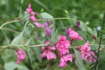 Obraz premium Pink flowers