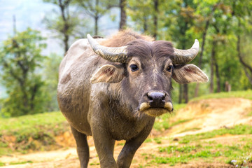 Water Buffalo in Sapa, Vietnam