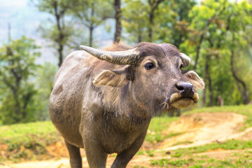 Water Buffalo in Sapa, Vietnam