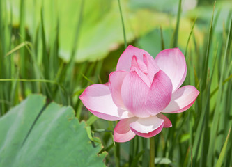 Close up pink Sacred lotus flower ( Nelumbo nucifera ) with green leaves blooming in lake on sunny...