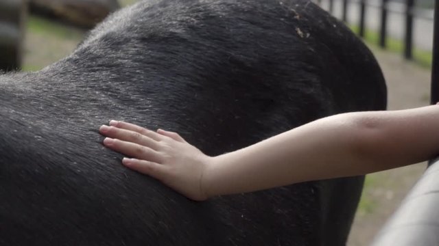 child caresses a donkey