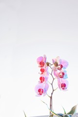 Orchids, pink on white background (c)Bob Bingham