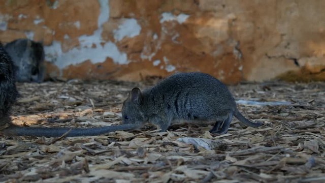 Rottnest Island Quoka