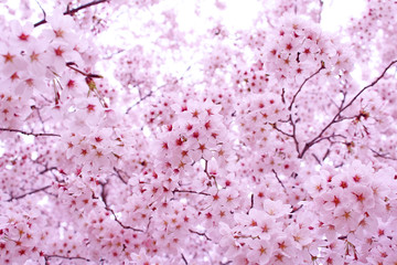 サクラ　ソメイヨシノ