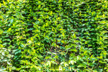 Nature background