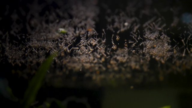 Mosquito larvae on the water surface