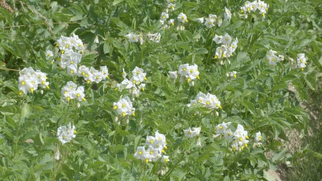 Blooming Potato Fields
