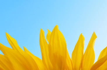 Petals of yellow sunflower on clear blue sky with copy space for text.