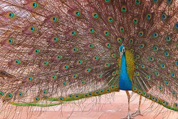 Obraz premium Close-Up of peacock with fanned feathers