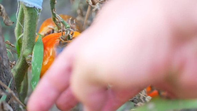 Tomatoes get sick by late blight at garden. Phytophthora infestans causes the serious tomatoes disease known as potato blight
