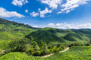 Tea fields Cameron Highlands