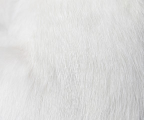 Fototapeta na wymiar Texture fur white cat for background,Natural animal patterns skin