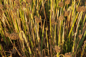Obraz premium Dry leaves of onions after drought. Ripe onions in the garden.