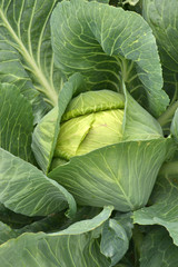 Fototapeta premium Cabbage in the garden