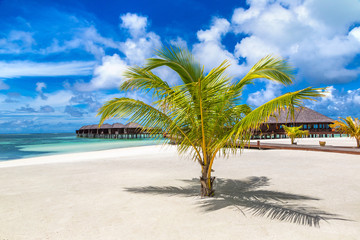 Palm tree in the Maldives