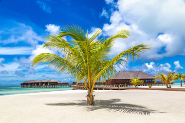 Palm tree in the Maldives