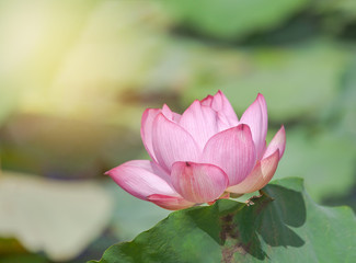 Close up pink Sacred lotus flower ( Nelumbo nucifera ) with green leaves blooming in lake on sunny...