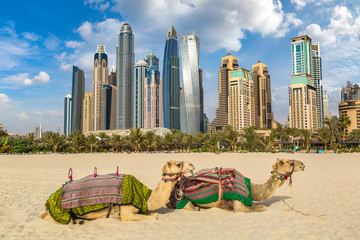 Obraz premium Wielbłąd przed Dubai Marina