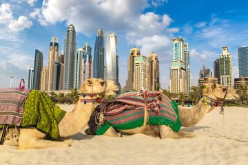 Naklejka premium Wielbłąd przed Dubai Marina