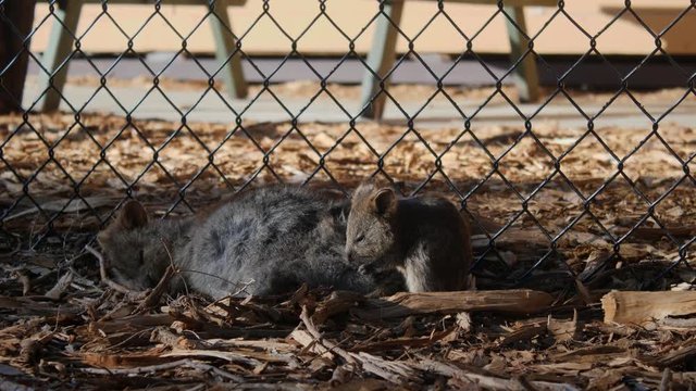 Rottnest Island Quoka