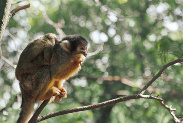  Squirrel monkey in the tree