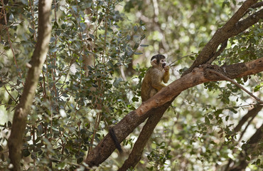 Squirrel monkey in the tree