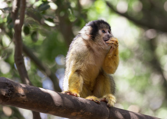  Squirrel monkey in the tree