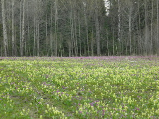 siberian spring