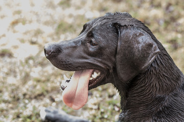 Black german breed dog face portrait