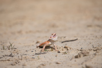 Closeup of a Bearded Dragon (Pogona vitticeps).