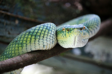 green viper in a tree in the rainforest 