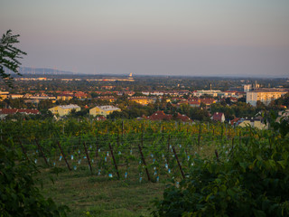 Vineyard and cityscape